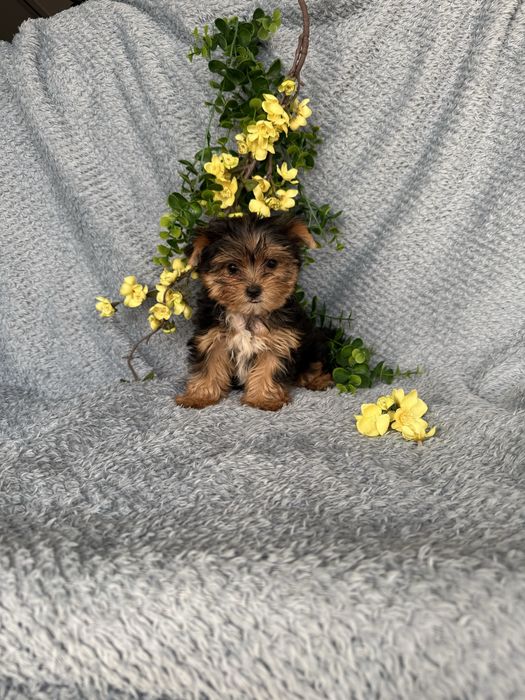 Estupendo mini mini Yorkshire Terrier de Qualidade