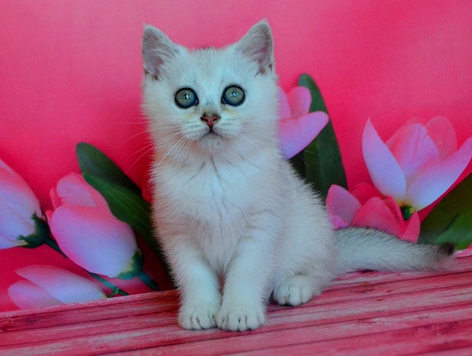 шиншили із зеленими очима