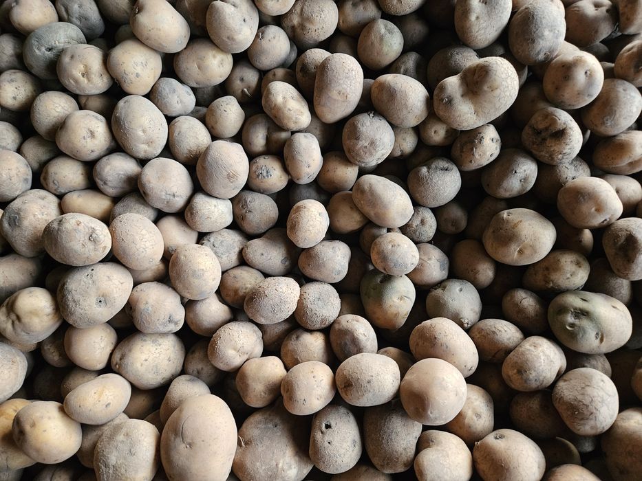 Marchew dla zwierząt,  inne warzywa na paszę,  dowóz