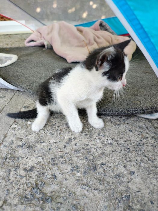 Кошенятка в добрі руки
