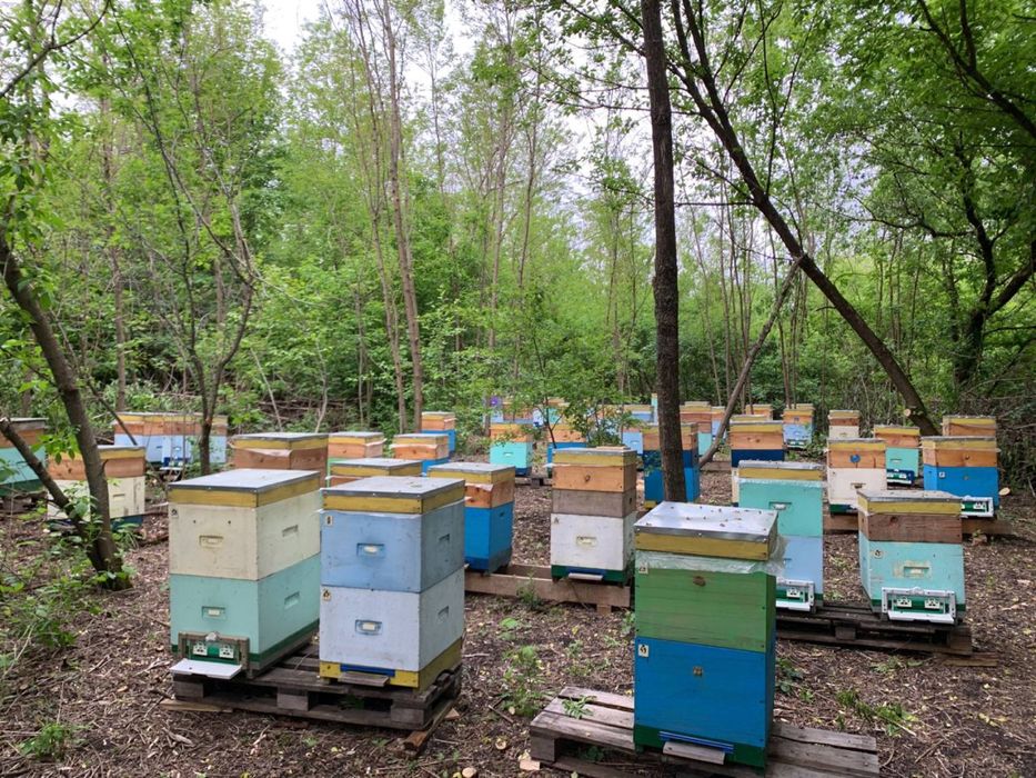 Мёд цветочный разнотравье мед квітковий с собственной пасеки соты 2025