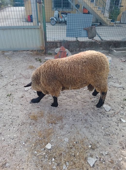 Vendo borrego suffolk