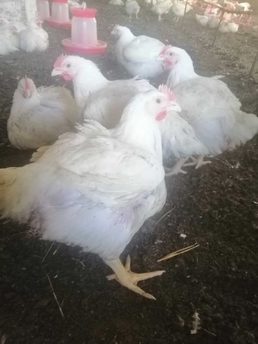 Бройлер живым весом 2 - 4 кг