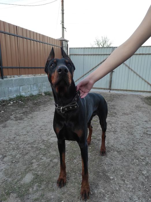 Доберман на в 'язку