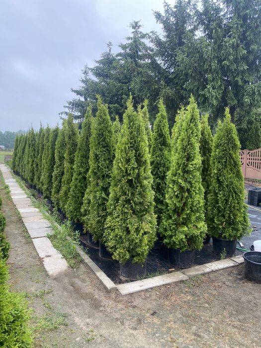 Tuja szmaragd w donicy 200-250 cm