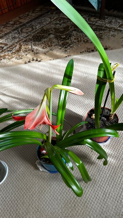 Амариліс, вазони