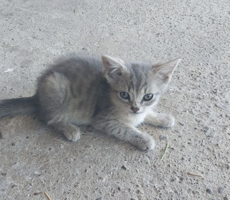 Віддам у добрі руки кошенят