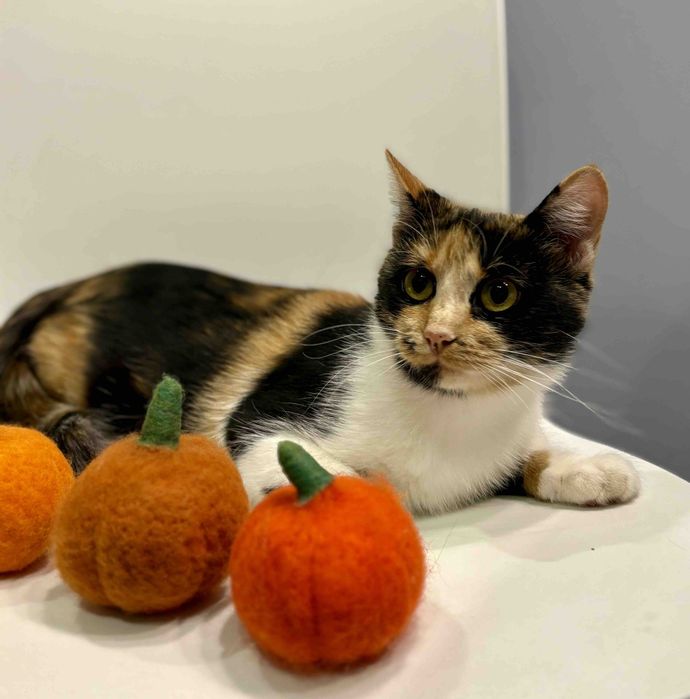 Киця 7 міс Катруся