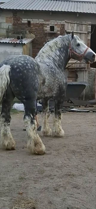 Stanówka ogierem perszeron
