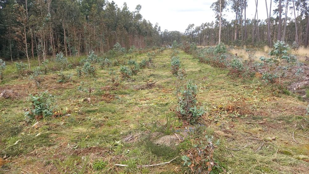 Serviço de limpeza de terrenos (ler descrição)