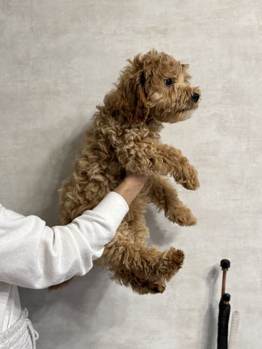 Лабрадудль днепр