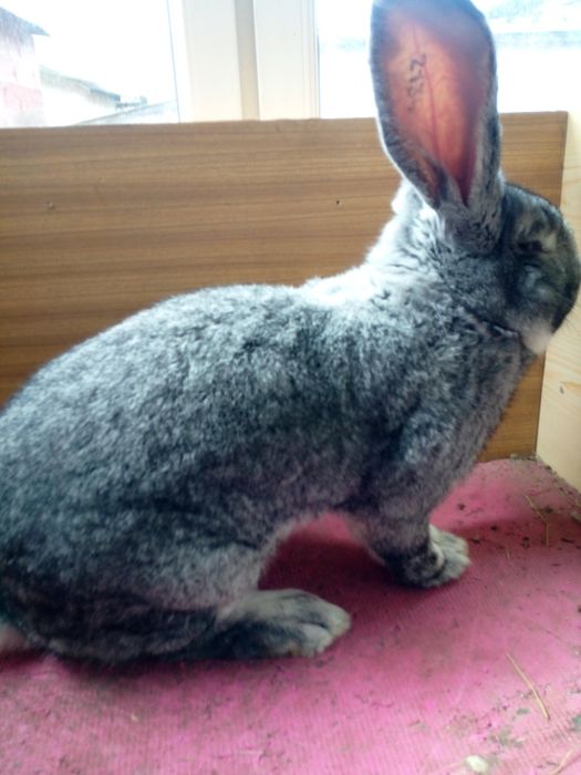 Olbrzym belgijski szynszylowy