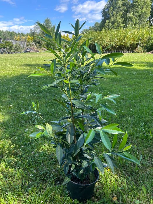 Laurowiśnia caucasica 80-100 cm