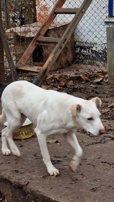 Шукає дім хлопчик 1 рік  Лорд