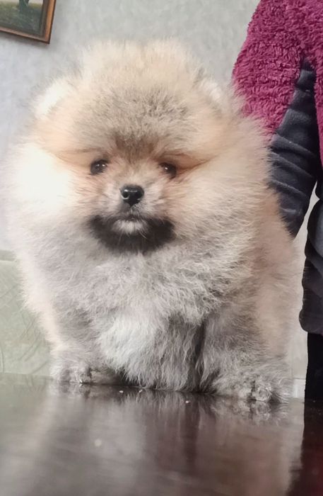 Померанский шпиц мини Вязка