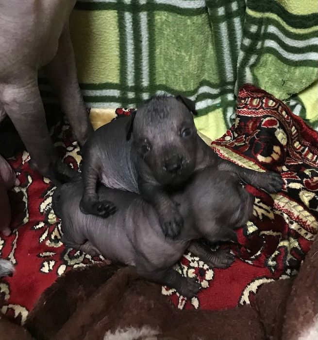 Мексиканская голая, Ксолоитцкуинтли щенки