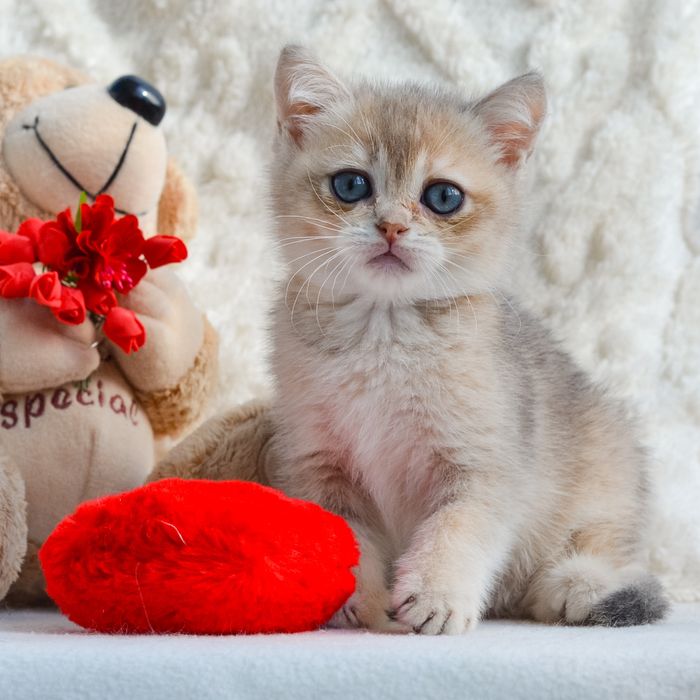 Золотая голубая британочка