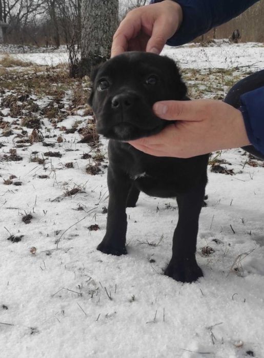 До вашої уваги, цуценята щенки Кане корсо,