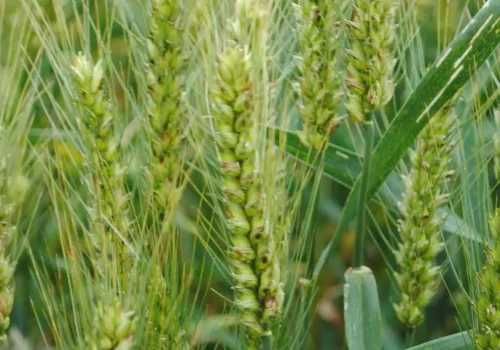 Trigo - Agricultura Biológica