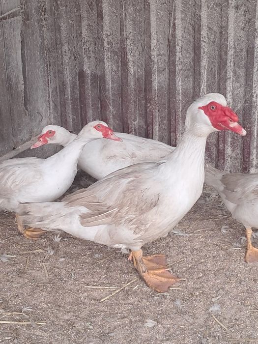 Продам індокачок сім'ї, або роздріб