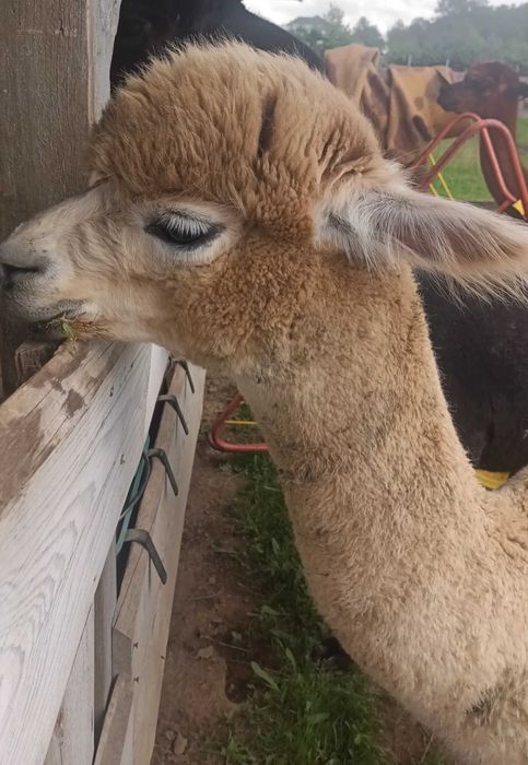Młoda Samiczka alpaka huacaya