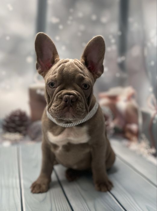 Изобеловый малыш французкого бульдога