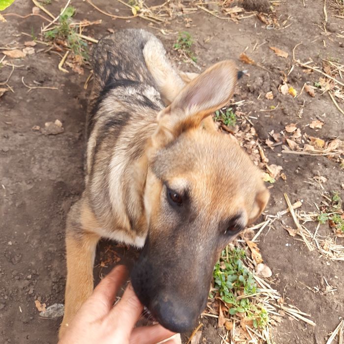 Молодая овчарка бесплатно