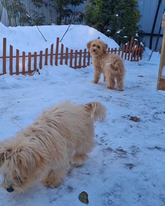 Самички Мальтіпу F1 стандартного розміру — 6 місяців