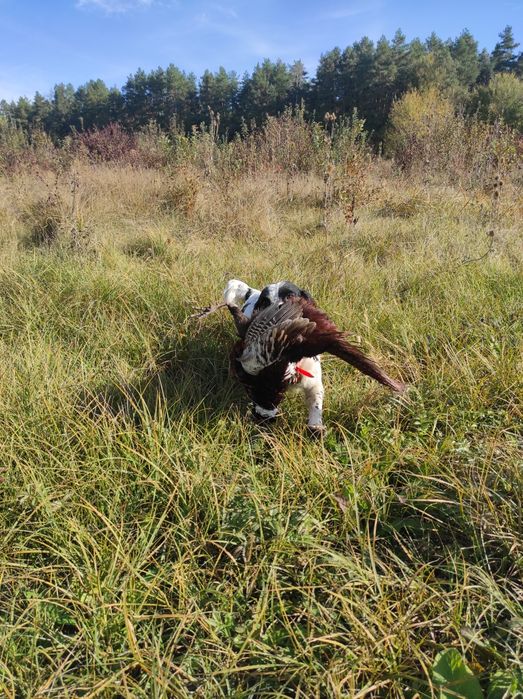 В'язка. Російський мисливський спаніель