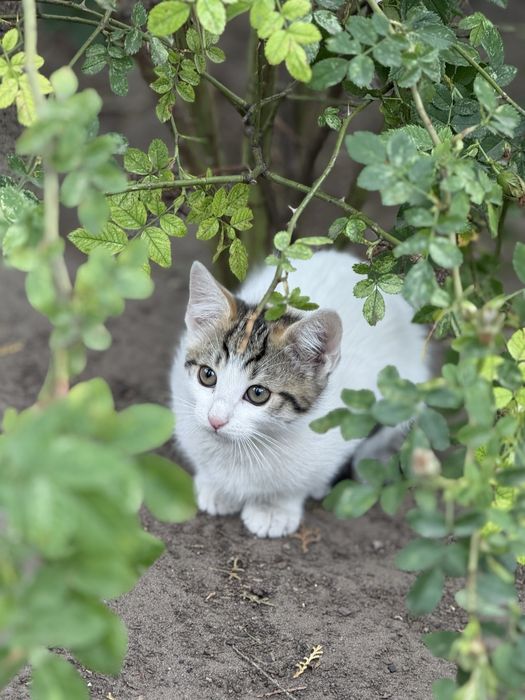 Белая ласковая кошечка нуждается в доме