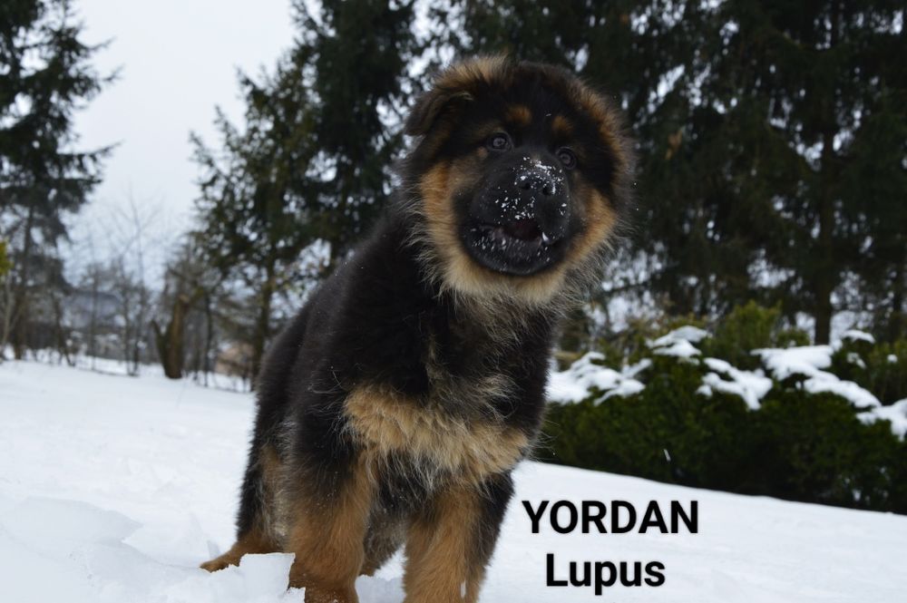 Owczarek niemiecki długowłosy - YORDAN
