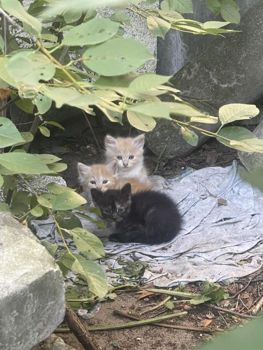 Віддам котиків у добрі ручки