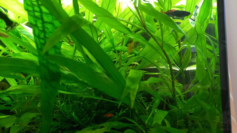 Piękna zielona roślinka do akwarium Hydrophila thailand