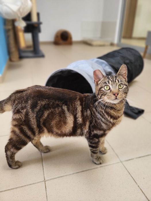 Młodziutki tygrysek Mumbai szuka domu