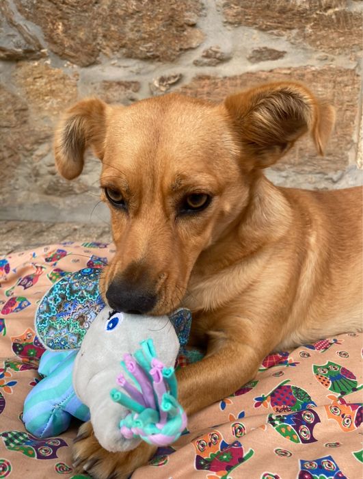 Pet Sitting e Passeios de Cães | Santa Maria da Feira, São João da Madeira