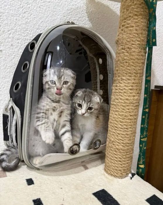Рюкзак переноска для котів та тварин до 8 кг