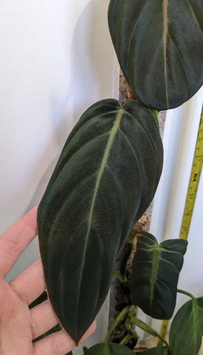 Philodendron Gigas