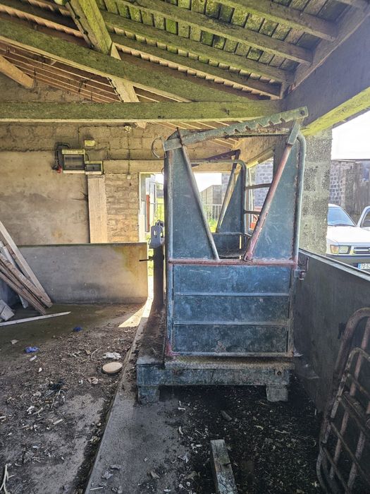 Balança vitelos (gado)