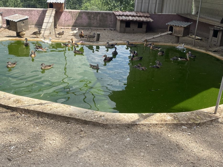 Vendo patos exoticos varias mutacoes
