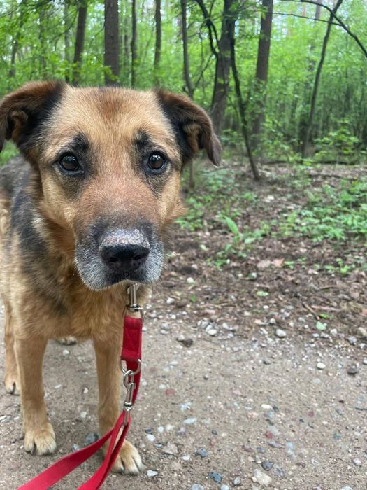 Kochany Gomez do adopcji