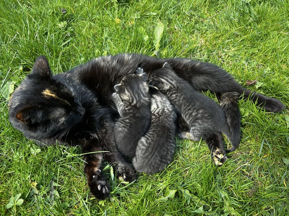Кошенята шукають люблячих господарів