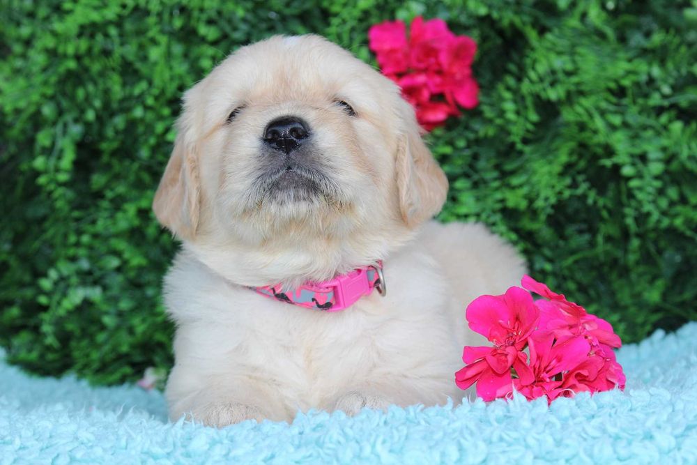 Piesek Golden retriever ZKwP FCI