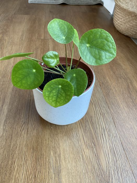 Pilea peperomioides