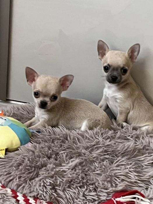 Cudowny piesek chihuahua