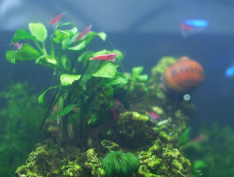 Camarões Red Cherry