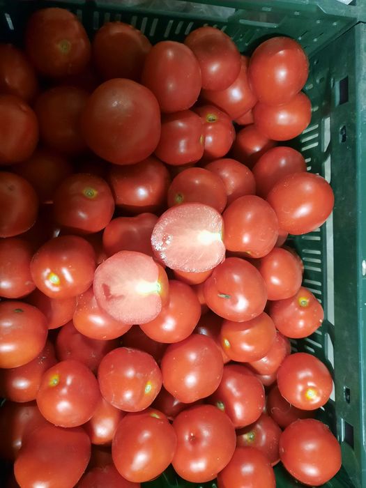 Pomidor polny na przeciery/sosy 20kg