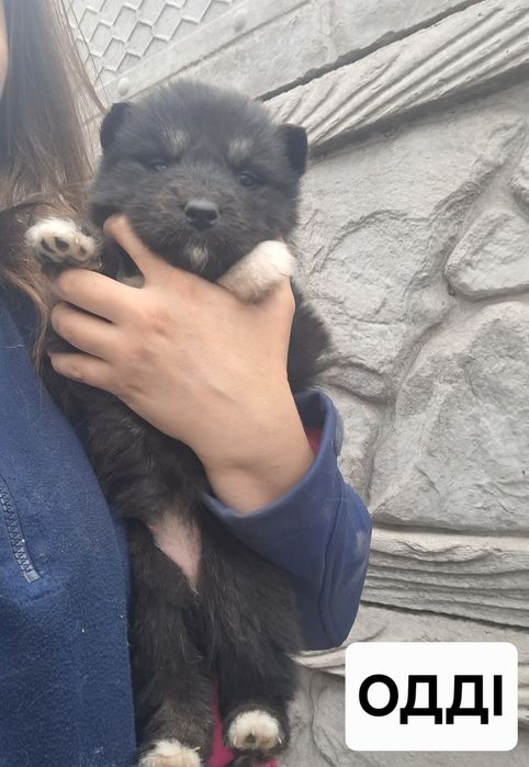 аляскінський маламут