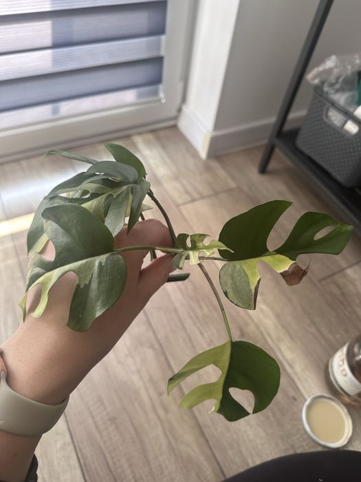 Monstera Minima Variegata 6 lisci