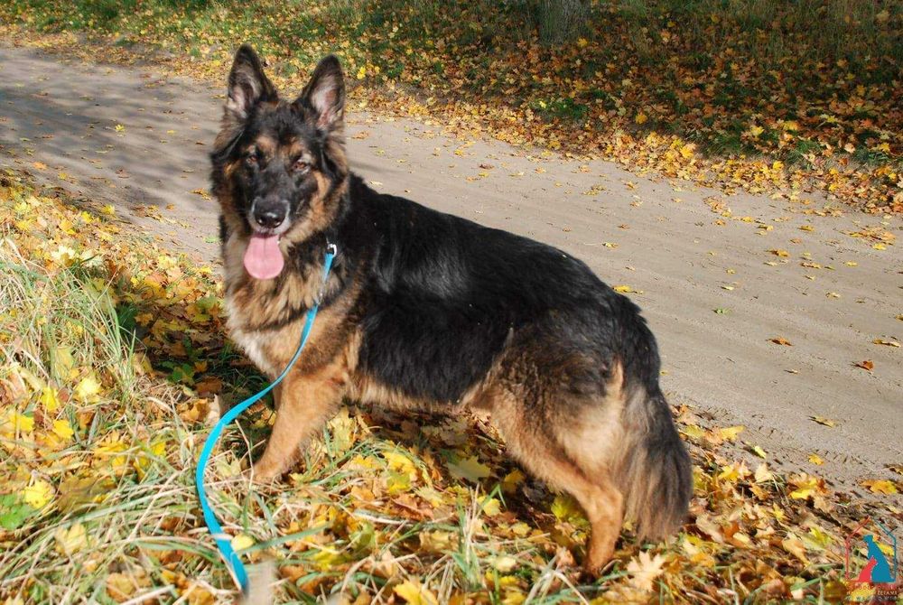 Mądry i wierny owczarek - bardzo kocha ludzi, chodzi na smyczy