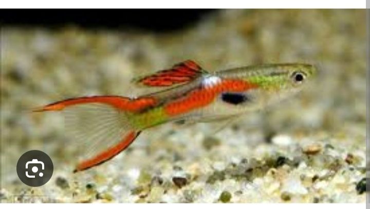 Peixes endlens de aquário